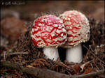 Amanita muscaria by Swordtemper