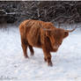 Highland Cattle