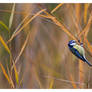 Blue Tit Gym