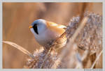 Bearded Tit by Swordtemper