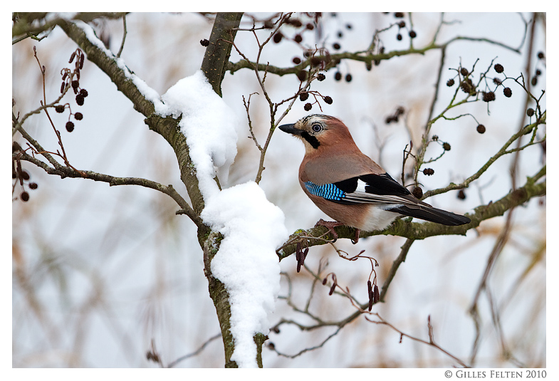 Eurasian Jay