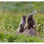 Marmots