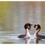 Grebes