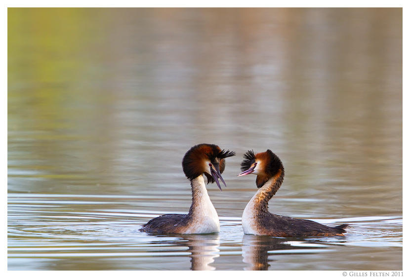 Grebes