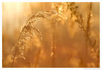 Morning Sun by Swordtemper