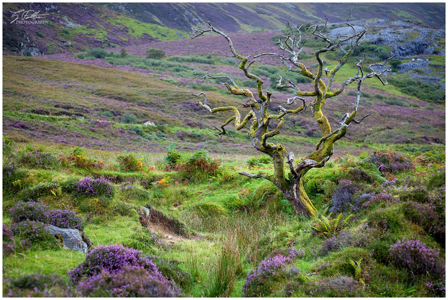 The Guard of the Highlands