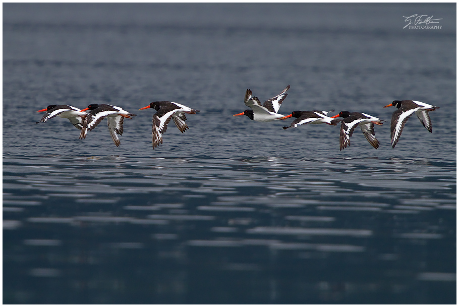 Oystercatchers