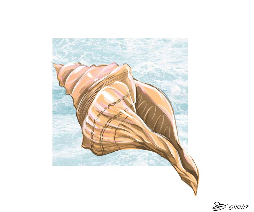 Conch shell by externalskywolf on DeviantArt