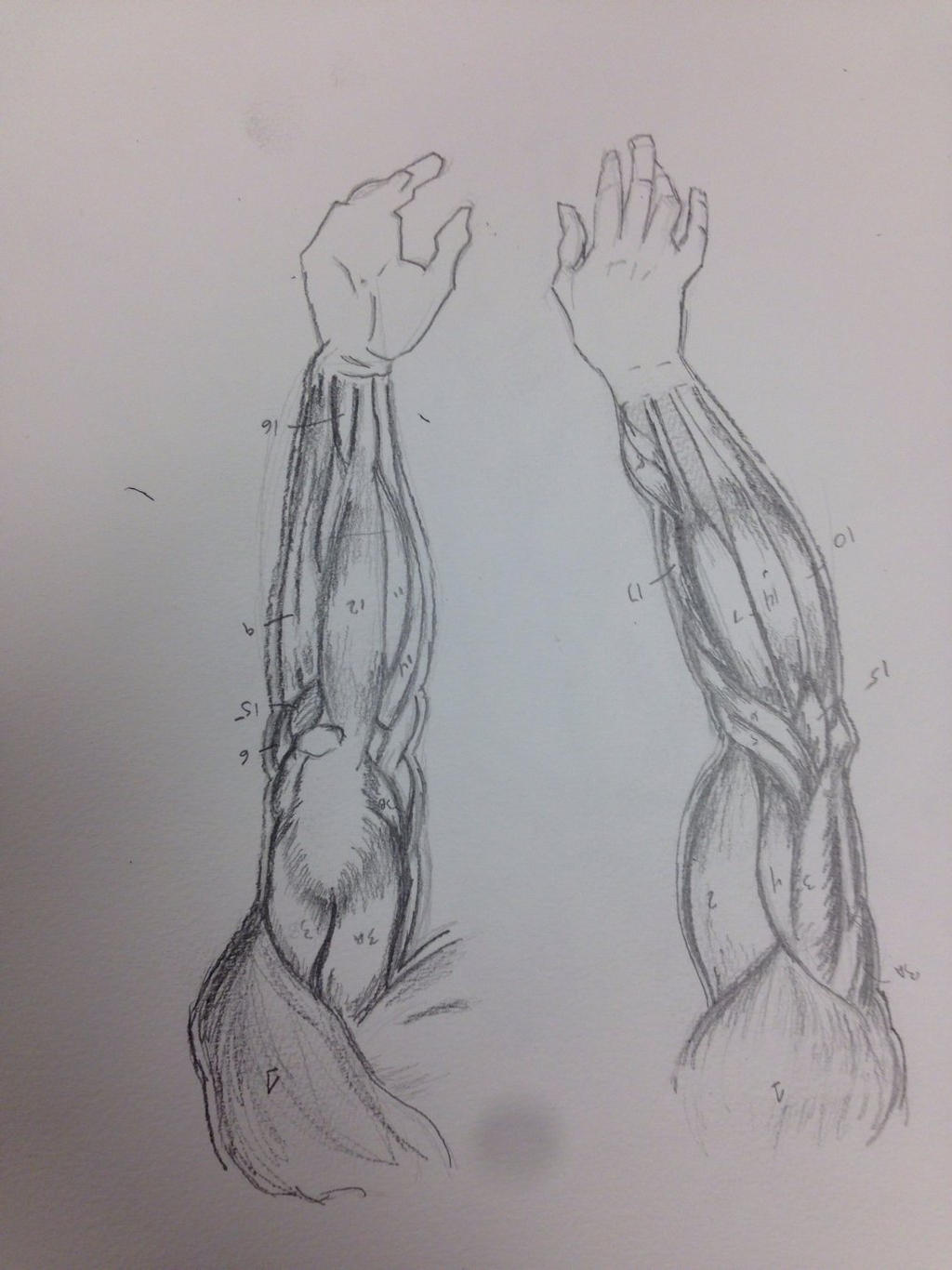 Arm anatomy sketch by lonewolf7337 on DeviantArt