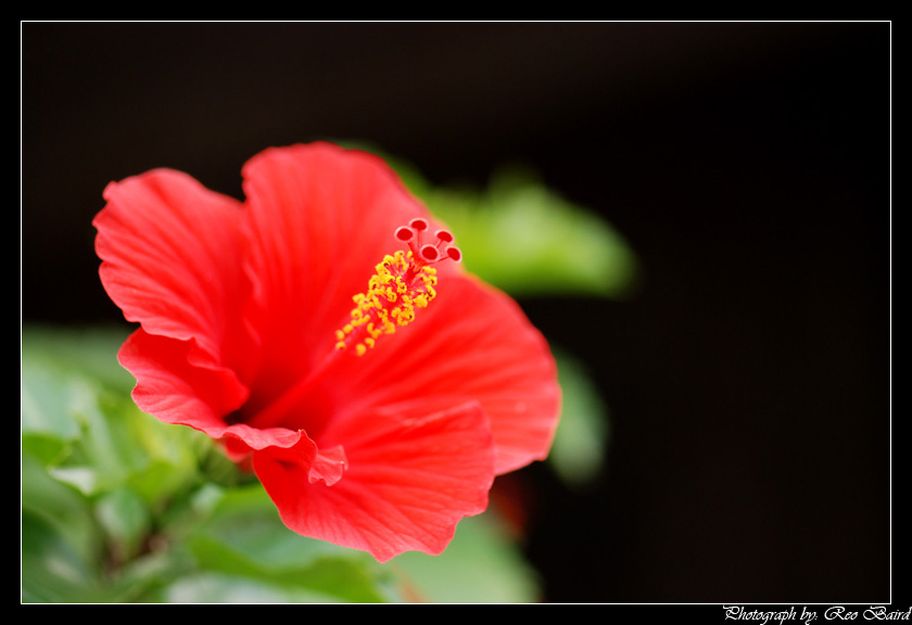 Hibiscus flower close-up