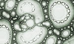 Microorganisms by OutsideFate