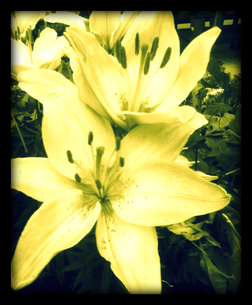 oh sweet lilies