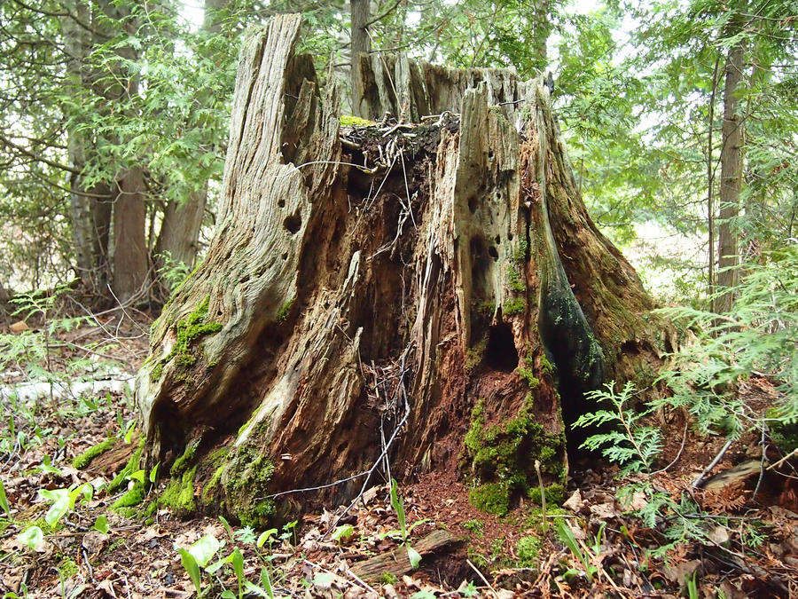 Old Tree Stump 3