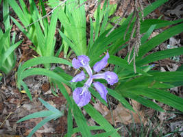 Flower bud 2 bloomed