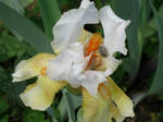 Iris with insect