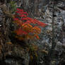 Red Leaves, BingYuGou, China