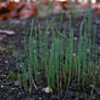 Grass Macro