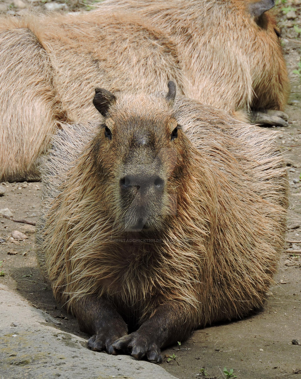 Capybara Home Decor