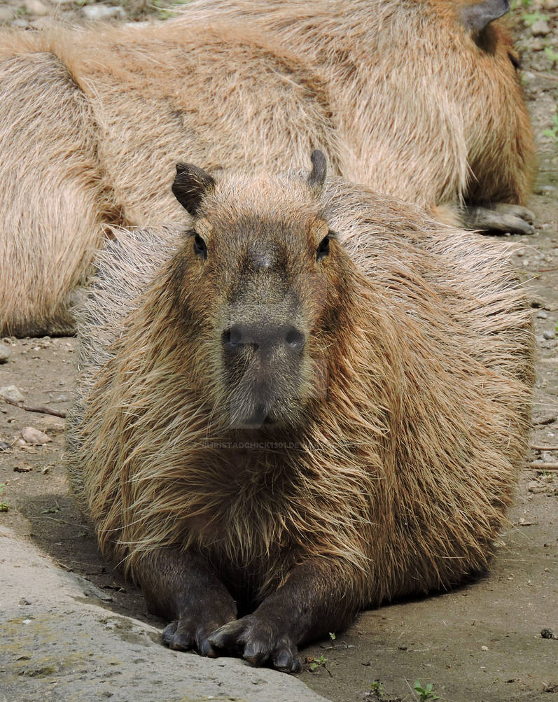 Capybara