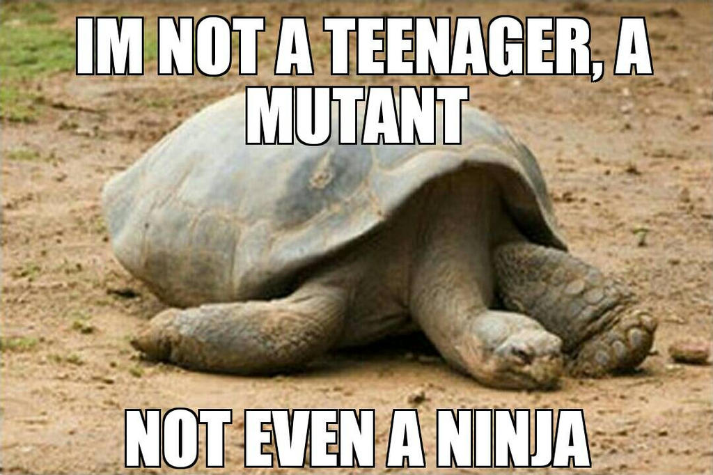 Just. ..... turtle.