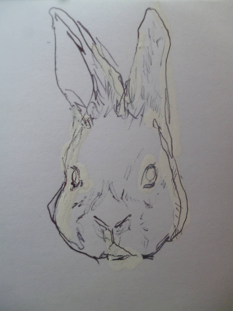 Rabbit. by Slacker3 on DeviantArt