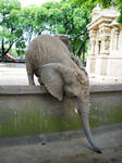 Elephant 5 by Etereas-stock