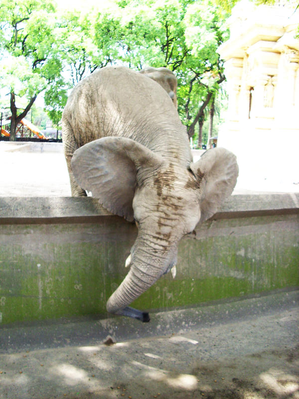 Elephant 6