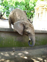 Elephant 7