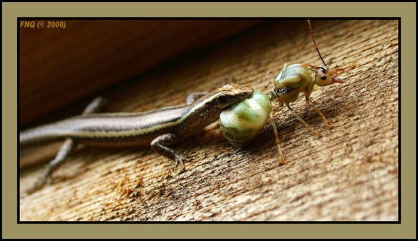 Dinner for a Lizard