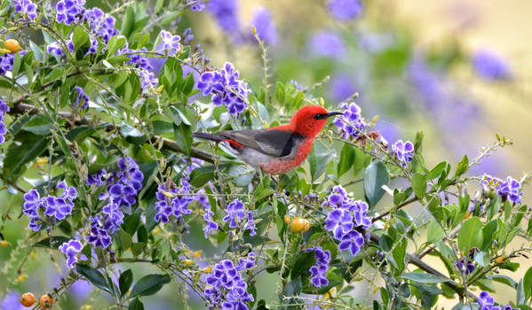 Scarlet Honey Eater