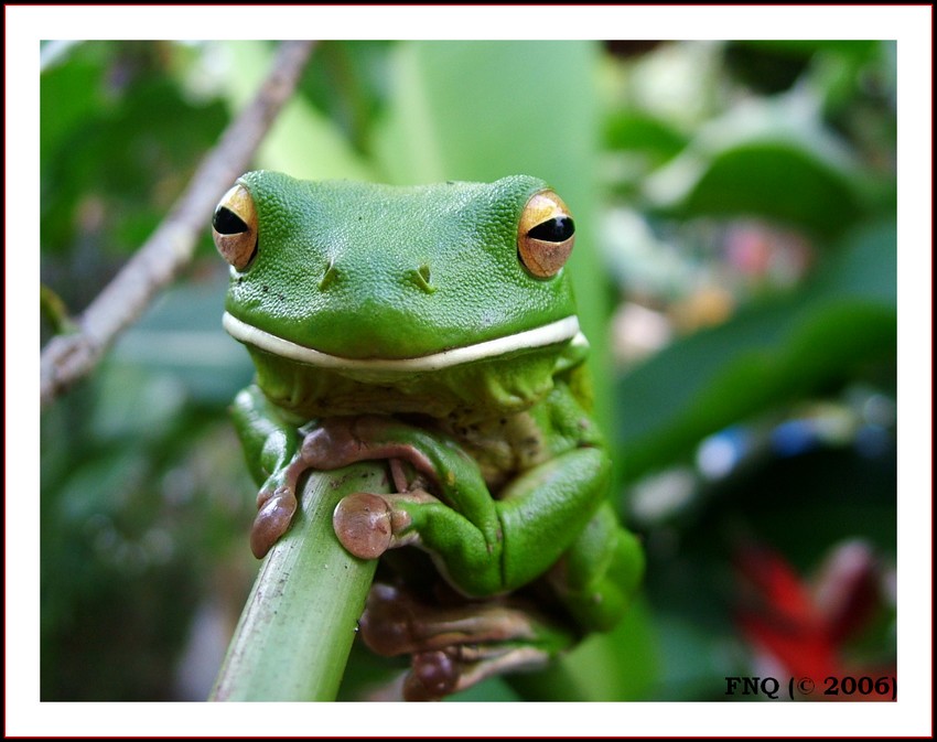 Frog On A Stick