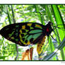 Cairns Birdwing Butterfly Male