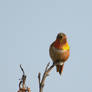 Allen's Hummingbird