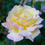 Yellow-Pink Rose