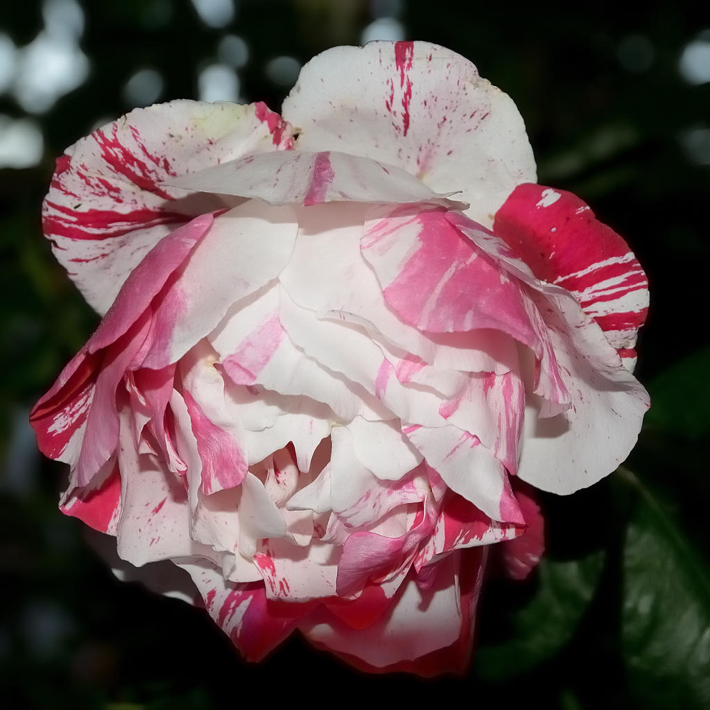 White-Red Rose