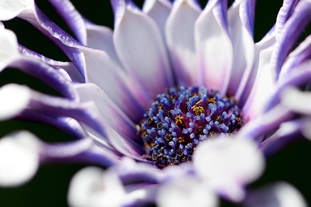 Spoon Daisy (Osteospermum)