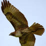 Red Tailed Hawk in Flight II