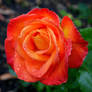 Red-Orange Rose