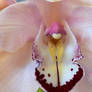 Orchid II