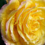 Yellow Rose III