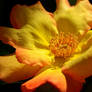Yellow-Red Rose
