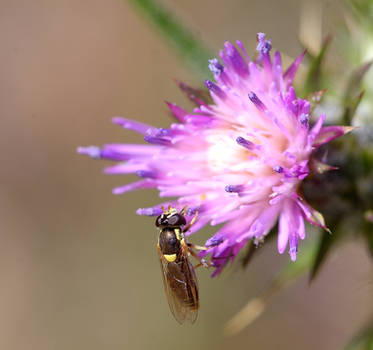 Hoverfly on a thistle flower