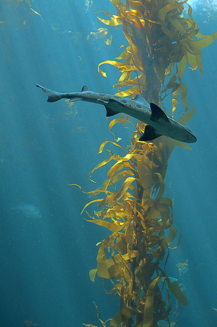 Cruisin' the kelp forest II by FeralWhippet