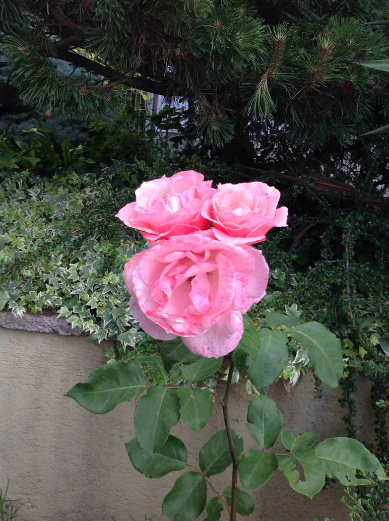 Triple rose by Olmat on DeviantArt