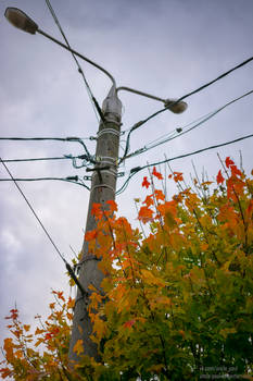 tree and pillar