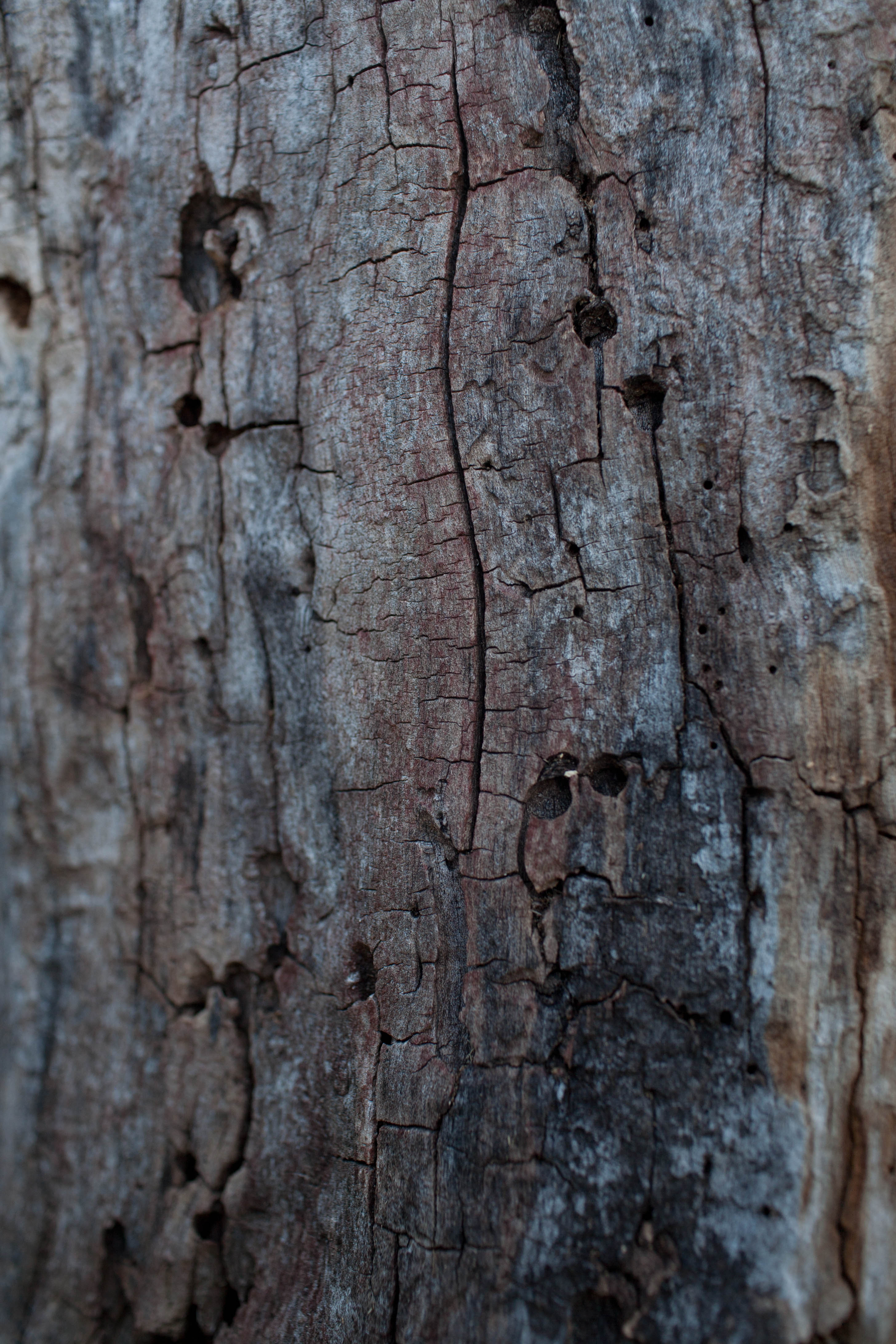 Bark