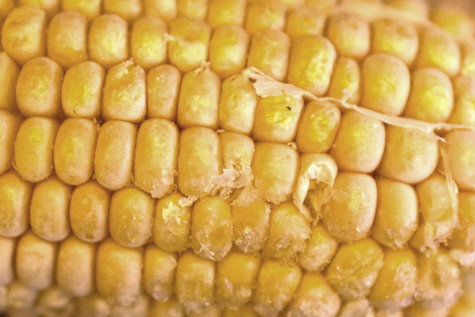 Corn on The Cob texture