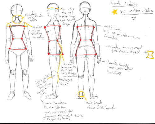 Female Anatomy Notes