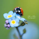 Ladybug by AmandineRopars