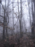 forest in the fog